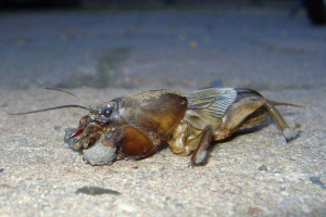 Медведька або моль крикет Медведька або моль крикет