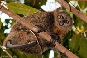 Bear coucsus: прямо з острова сулавесі Bear coucsus: прямо з острова сулавесі