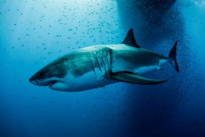 Мегалодон Мегалодон