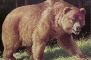 Мексиканський гризл Мексиканський гризл