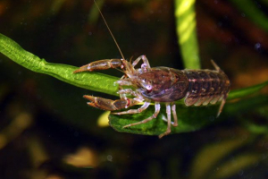 Мексиканський гномів рак Мексиканський гномів рак