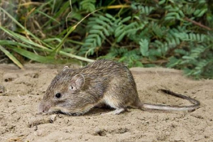 Мексиканський колючий джемпер - миша з небезпечною вовною Мексиканський колючий джемпер - миша з небезпечною вовною