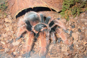 Мексиканська рожева тарантула: опис, фото Мексиканська рожева тарантула: опис, фото