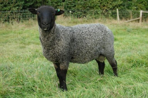 Невелика велика рогата худоба Невелика велика рогата худоба