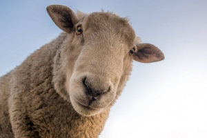 Меринос Меринос