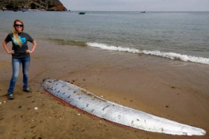 Мертві ремені викинуті на південний берег каліфорнійської затоки Мертві ремені викинуті на південний берег каліфорнійської затоки