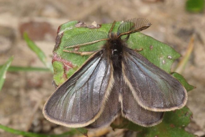 Упередженість - середовище існування, опис та фотографій метеликів Упередженість - середовище існування, опис та фотографій метеликів