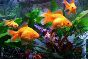 Метеозалежність, чи рибу? Метеозалежність, чи рибу?