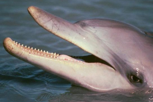 Міжнародна червона книга Міжнародна червона книга