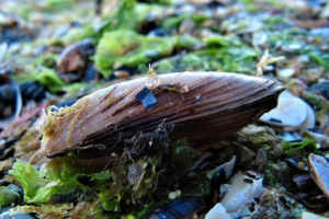 Мідій Мідій