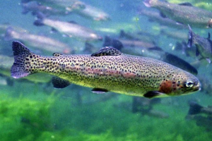 Мікія Мікія