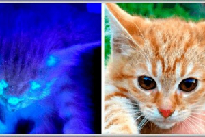 Microsporia та trico в котах - що це таке? Microsporia та trico в котах - що це таке?