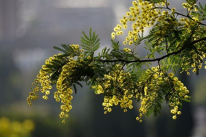 Мімосовські рослини - представники та фотографії Мімосовські рослини - представники та фотографії