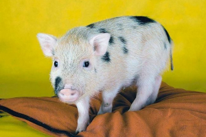 Міні-свиня Міні-свиня