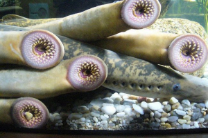 Мідхога море - predator parasite Мідхога море - predator parasite