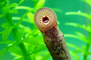 Лампи Лампи