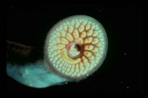 Шахта або міні-формування Шахта або міні-формування