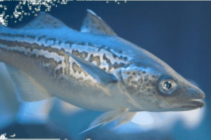 Мінет Мінет