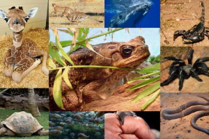 Світ тварин у цифрах: від 0 до 10 Світ тварин у цифрах: від 0 до 10