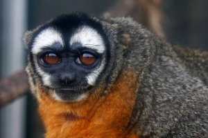 Мірікін - активні нічні примади Мірікін - активні нічні примади