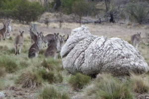 Власник світового рекорду в кількості вовни був оперативною від австралії Власник світового рекорду в кількості вовни був оперативною від австралії