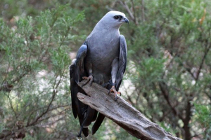Міссіпський коршун Міссіпський коршун