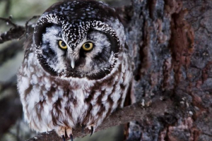 Mochnogo сова - розміщена темна тайга Mochnogo сова - розміщена темна тайга