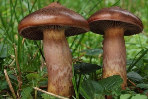 Mokruha фіолетовий Mokruha фіолетовий