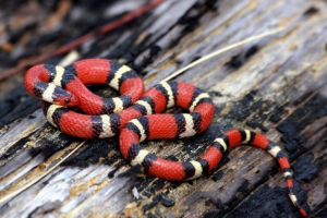 Молочна змія - домашня тварина терапіїв Молочна змія - домашня тварина терапіїв