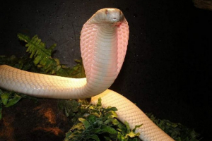 Monoclete cobra. Зміст kitcher kite Monoclete cobra. Зміст kitcher kite