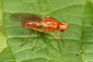 Морква літати - найгірший ворог моркви Морква літати - найгірший ворог моркви