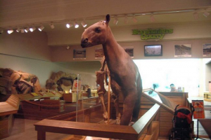 Моропос - стародавня гладка тварина Моропос - стародавня гладка тварина