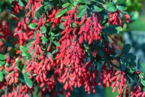 Варварський звичайний Варварський звичайний