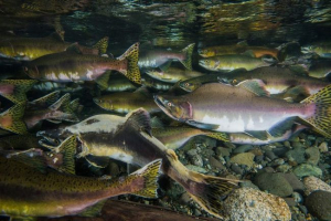 Море gorbow: фото, опис риби Море gorbow: фото, опис риби