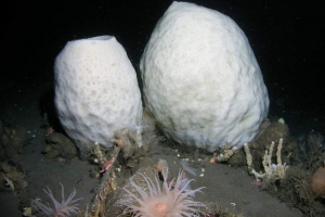 Sea sponge-volcano: підводний старий з тисячолітньою історією Sea sponge-volcano: підводний старий з тисячолітньою історією