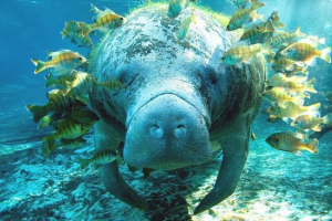 Морська корова Морська корова