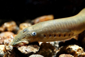 Midhoga (риба) Midhoga (риба)