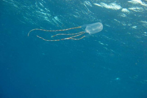 Морський оса - найнебезпечніший медузи Морський оса - найнебезпечніший медузи