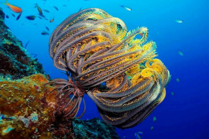 Морські лілії - де мешкає? Морські лілії - де мешкає?