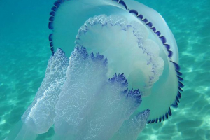 Морський медуз. Ефективність істот Морський медуз. Ефективність істот