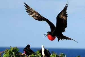 Морські птахи Морські птахи