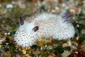 Море ковзає схоже на кроликів Море ковзає схоже на кроликів