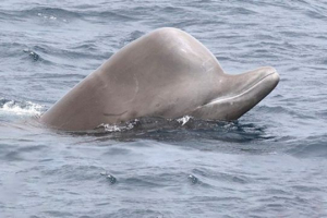 Висока пляшка Висока пляшка
