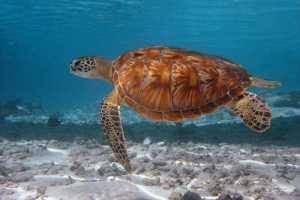 Проблеми з виживанням морських черепах Проблеми з виживанням морських черепах