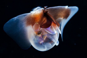 Ангельський Ангельський