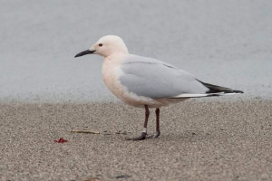 Морські голуби - елегантний господь небес Морські голуби - елегантний господь небес