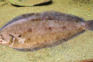 Морська мова, він чорна підошва Морська мова, він чорна підошва