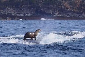 Морська кішка каталася на горбному кайт: фото, завоювала інтернет Морська кішка каталася на горбному кайт: фото, завоювала інтернет