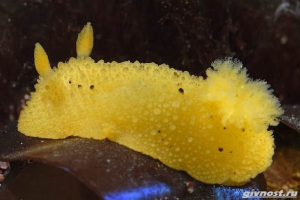 Sea limon mollusk: опис, особливості та місця проживання Sea limon mollusk: опис, особливості та місця проживання