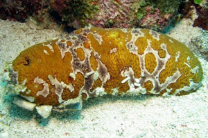 Морський огірок Морський огірок